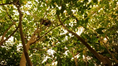 Indian flying fox bat cooling himself wi... | Stock Video | Pond5