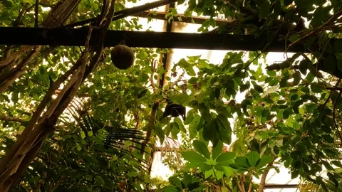 Indian flying fox bat hanging from a tree and looking Video stock 220616151