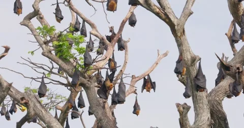 Indian Flying Fox Bats (Pteropus medius) Roosting in Large Colony in Trees Stock Footage 326187126