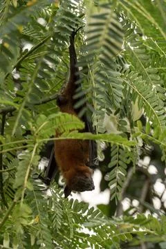 The Indian flying fox hanging in a tree Stock Photos