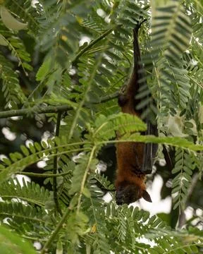 The Indian flying fox hanging in a tree Stock Photos
