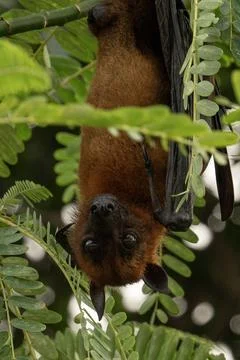 The Indian flying fox hanging in a tree Stock Photos