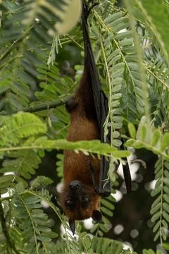 The Indian flying fox hanging in a tree Stock Photos