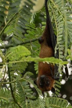 The Indian flying fox hanging in a tree Stock Photos