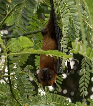 The Indian flying fox hanging in a tree Foto stock