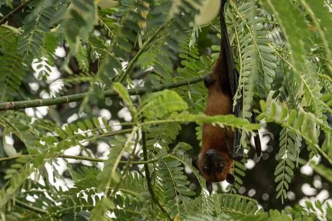 The Indian flying fox hanging in a tree Stock Photos