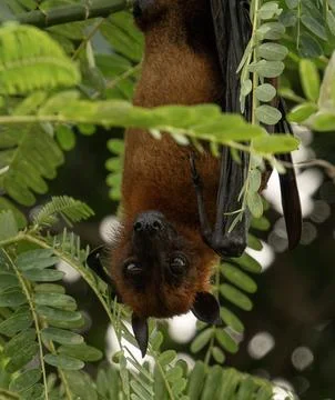 The Indian flying fox hanging in a tree Foto stock