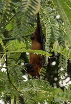 The Indian flying fox hanging in a tree Stock Photos