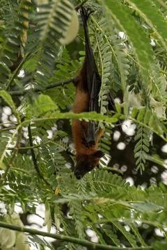 The Indian flying fox hanging in a tree Stock Photos