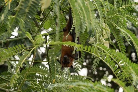 The Indian flying fox hanging in a tree Stock Photos