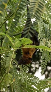 The Indian flying fox hanging in a tree Foto stock