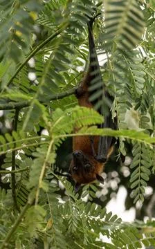 The Indian flying fox hanging in a tree Stock Photos