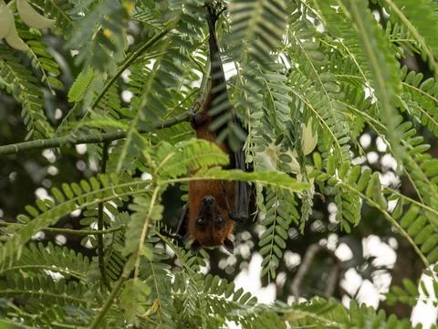 The Indian flying fox hanging in a tree Stock Photos
