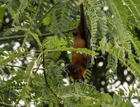 The Indian flying fox hanging in a tree Stock Photos