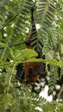 The Indian flying fox hanging in a tree Stock Photos