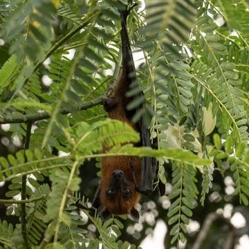 The Indian flying fox hanging in a tree Stock Photos