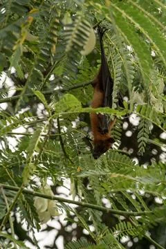 The Indian flying fox hanging in a tree Stock Photos
