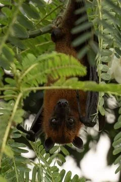 The Indian flying fox hanging in a tree Stock Photos