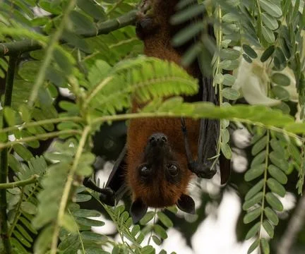 The Indian flying fox hanging in a tree Stock Photos