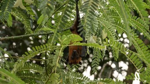 The Indian flying fox hanging in a tree Stock Photos