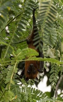 The Indian flying fox hanging in a tree Stock Photos