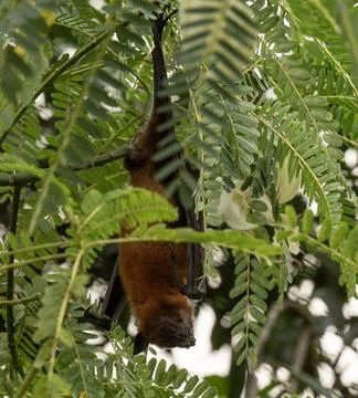 The Indian flying fox hanging in a tree Stock Photos