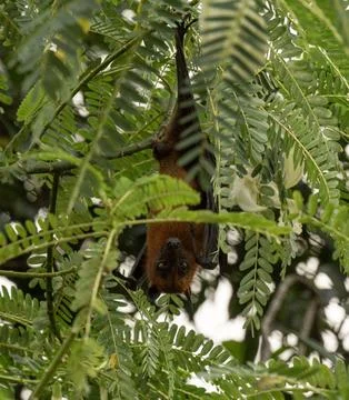 The Indian flying fox hanging in a tree Stock Photos