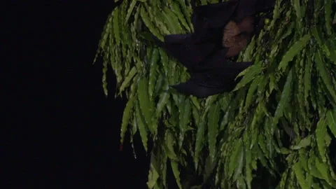Indian flying fox moving upside down in a tree and finding fruit Video stock 156463424