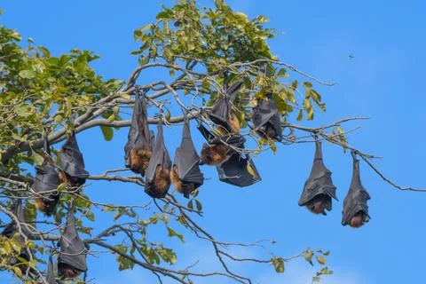 Indian flying fox or fruit bat hanging in bharatpur or Keoladeo national park Stock Photos