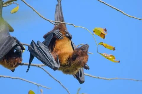 Indian flying fox or fruit bat hanging in bharatpur or Keoladeo national park Stock Photos