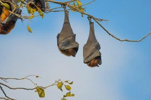 Indian flying fox or fruit bat hanging in bharatpur or Keoladeo national park Stock Photos