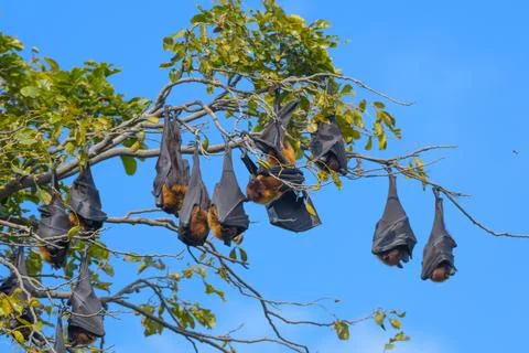 Indian flying fox or fruit bat hanging in bharatpur or Keoladeo national park Stock Photos