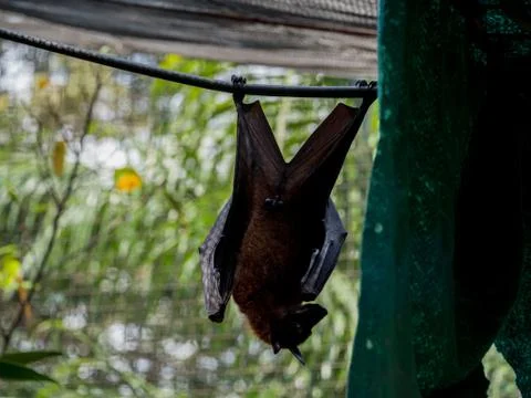 Indian flying fox 写真素材