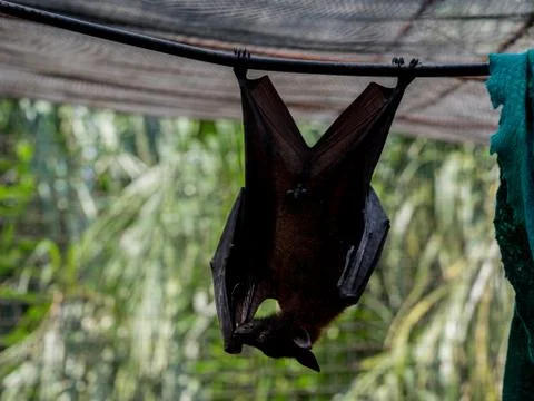 Indian flying fox Stock Photos