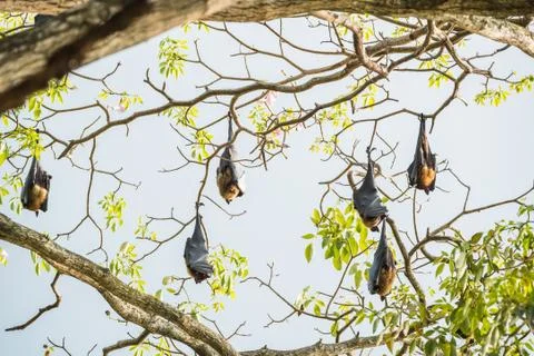 Indian flying fox Foto stock