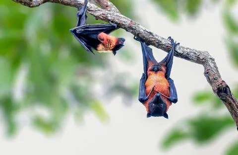 Indian Flying Fox Stock Photos