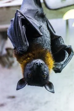 Indian flying fox Stock Photos