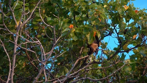 Indian flying fox (Pteropus medius) on a tree, Maldives Stock Footage 117371053