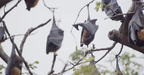 Indian flying fox (Pteropus medius) grooming Stock Footage 201292125