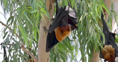 Indian flying fox (Pteropus medius) also known as the greater Indian fruit .. Stock Footage 325692841