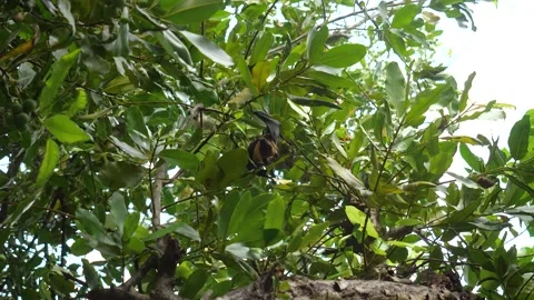 Indian flying fox on the tree of tropical forest Stock Footage 232046552