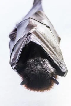 Indian flying fox wrapping itself up Stock Photos