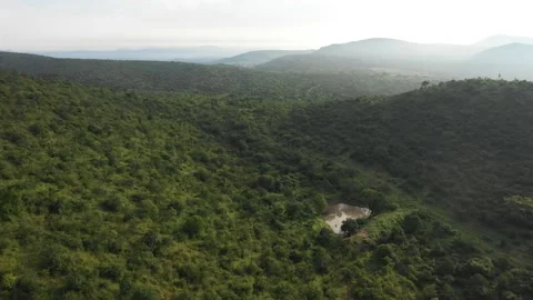 Indian Forest Stock Footage 209596669