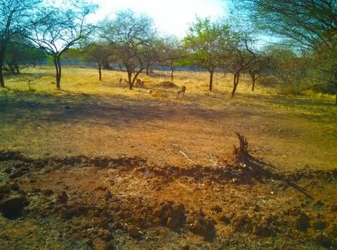 An indian forest in summer Stock Photos