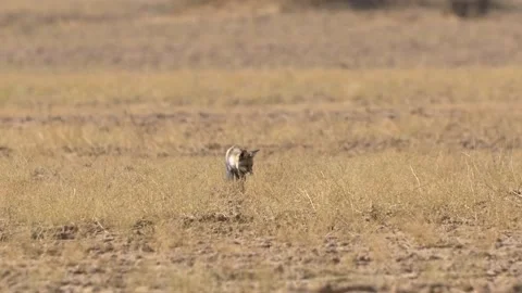 Indian fox Stock Footage 139379477