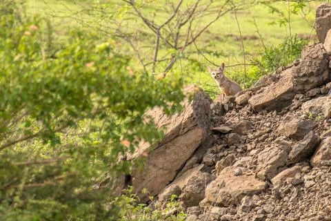 Indian Fox pup a Bengal fox Vulpes bengalensis in grassland f Bhigwan Stock Photos