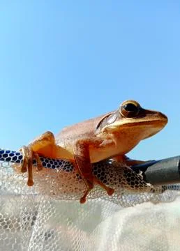 INDIAN FROG Stock Photos