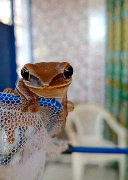 INDIAN FROG Stock Photos