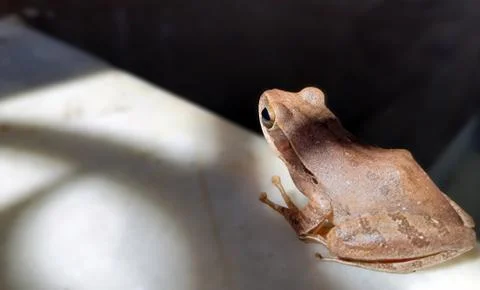 INDIAN FROG Stock Photos