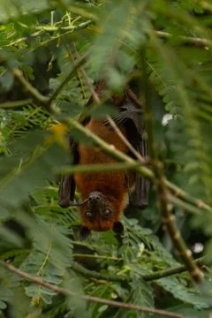 An Indian fruit bat (Pteropus medius) captured through spot focus Stock Photos